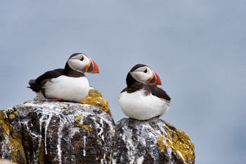 Oiseaux de mer<br>NIKON D4, 850 mm, 900 ISO,  1/2000 sec,  f : 9 